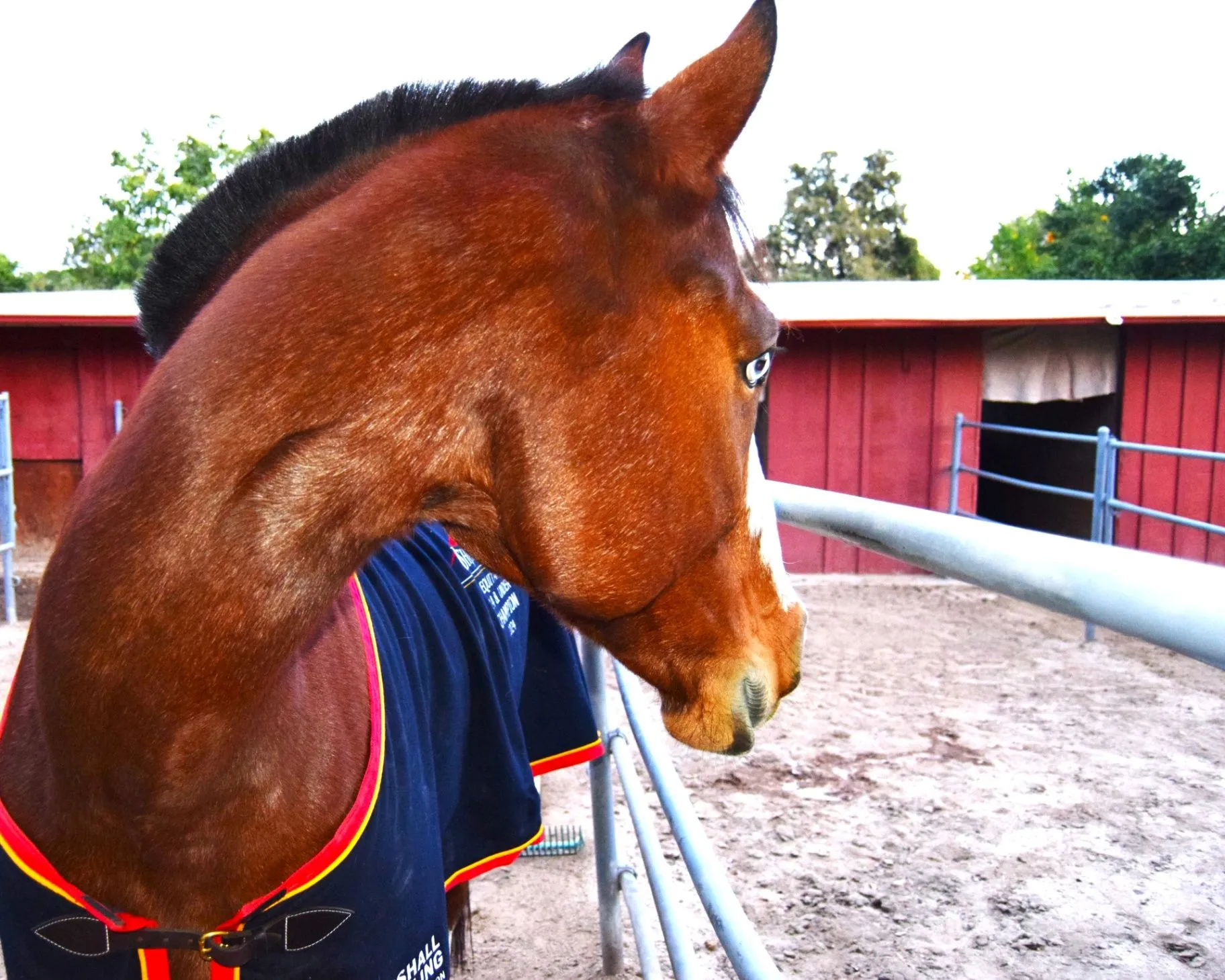 A close-up of a chestnut horse beside a handler in an arena.